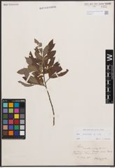 Foto von Salix cinerea L.